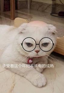 娱乐吃瓜君和刘二豆,揭秘娱乐圈背后的趣味故事